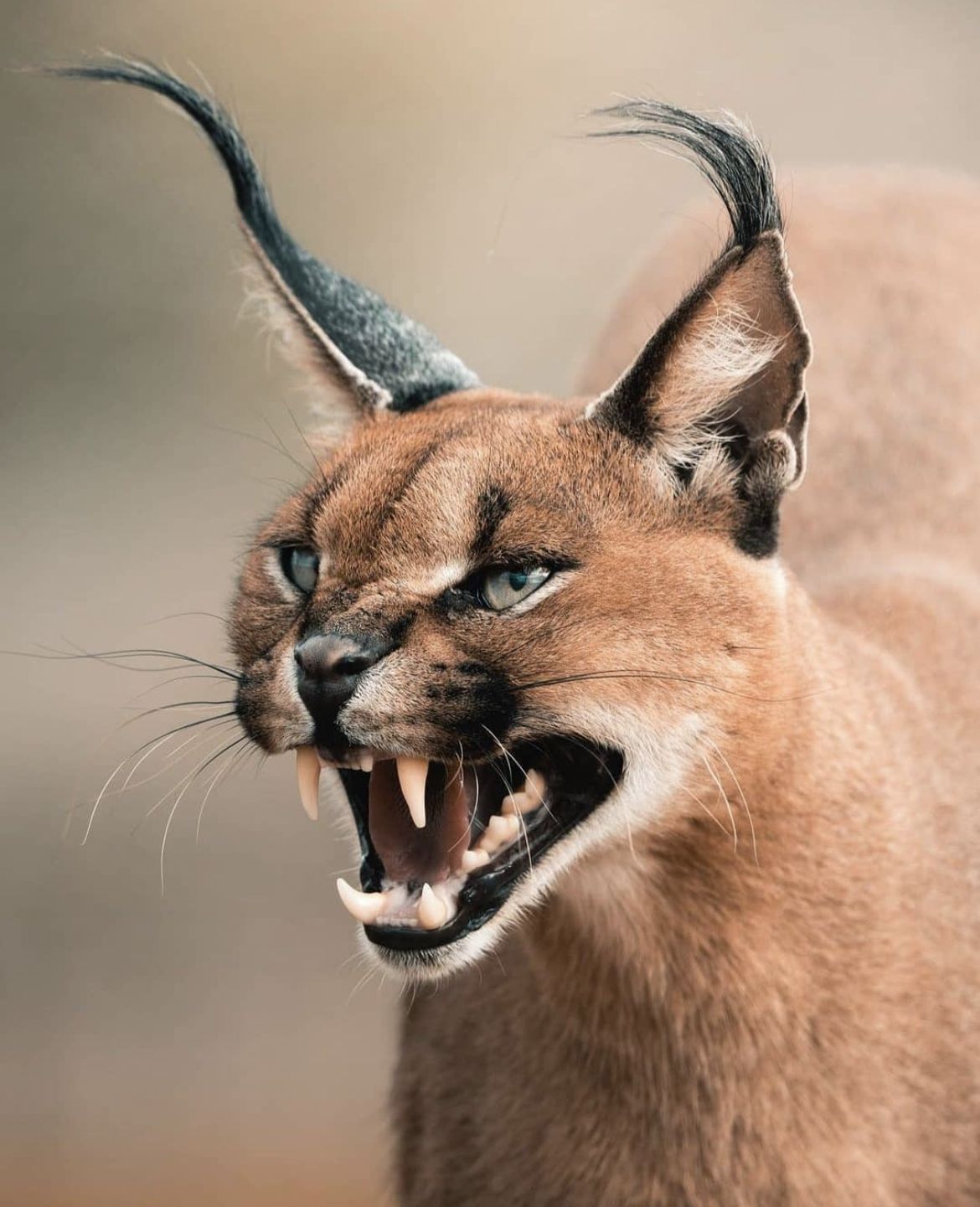 Sutton Larson's avatar